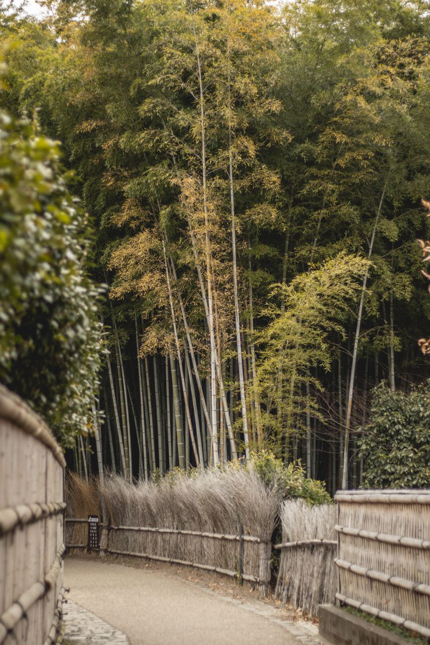 Kyoto bamboo forest pathway
