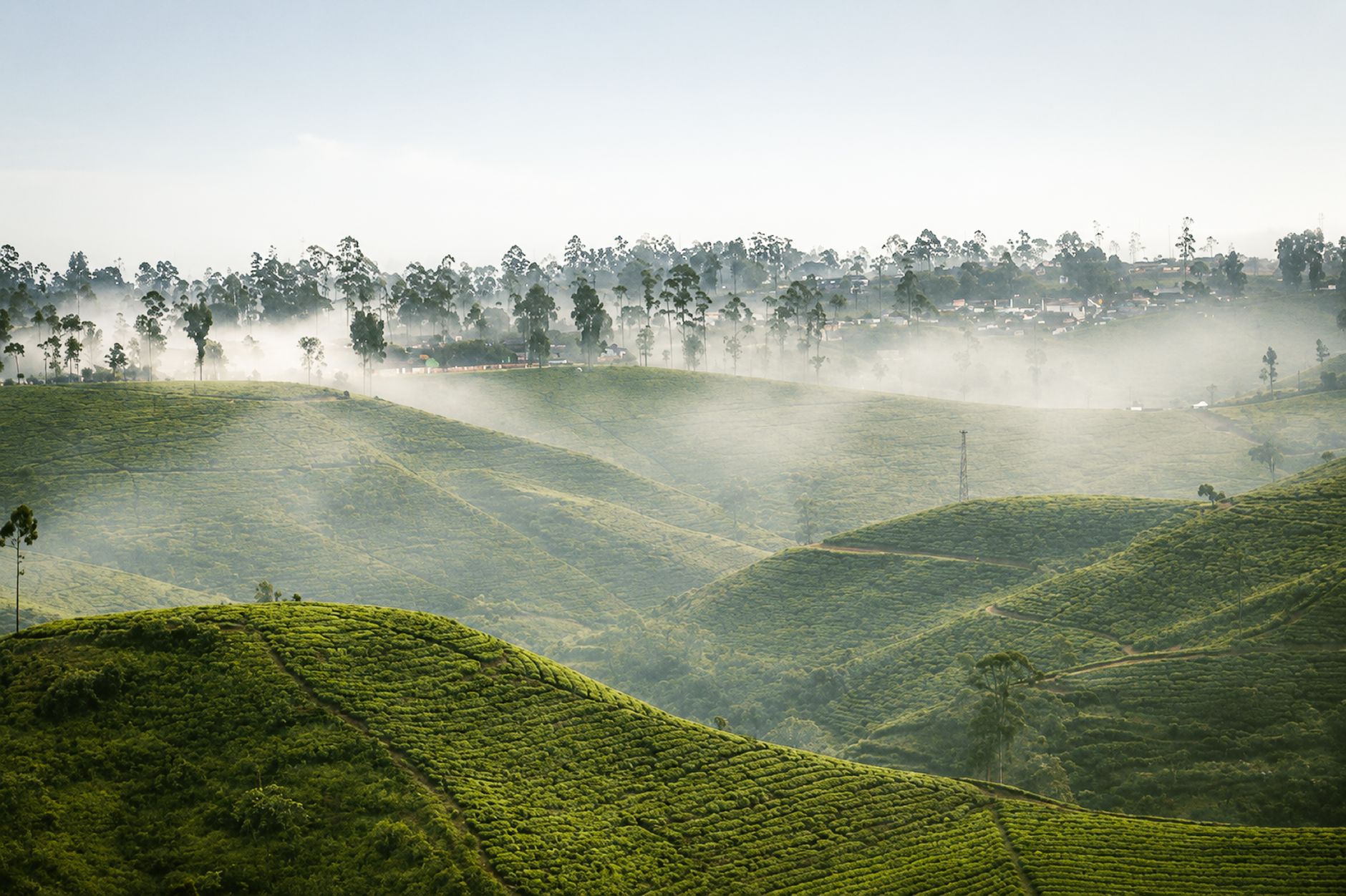 Traditional tea plantation misty morning